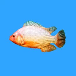 Biofloc Tilapia