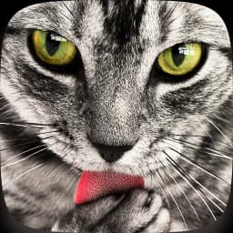 Cats Wallpapers HD