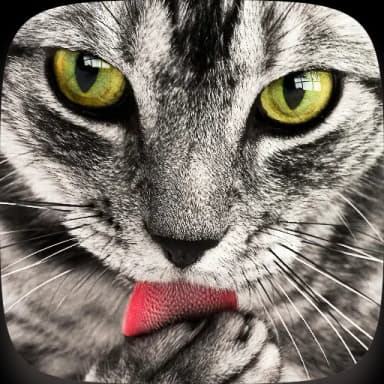 Cats Wallpapers HD