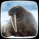 Walrus Sounds