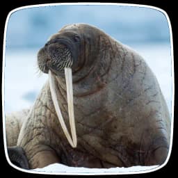 Walrus Sounds