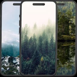 Forest Wallpapers