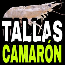 Tallas Camarón