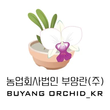 Buyang orchid KR
