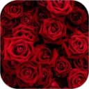 Red Rose Wall