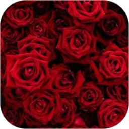 Red Rose Wall