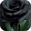Black Rose WalL