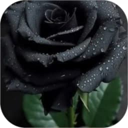 Black Rose WalL