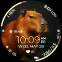 Chester Capybara