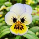 Pansy Wallpaper