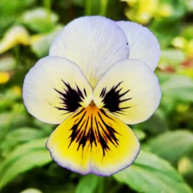 Pansy Wallpaper