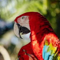Parrot Wallpaper