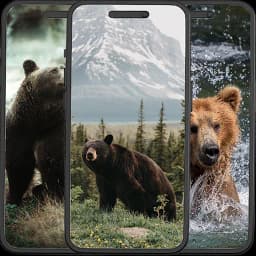 Bear Wallpapers