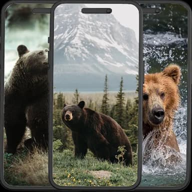 Bear Wallpapers