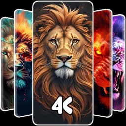 Lion Wallpaper