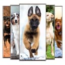 Dog wallpaper