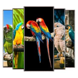 parrot wallpaper