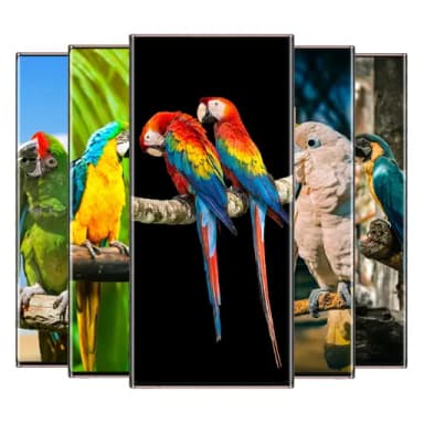 parrot wallpaper