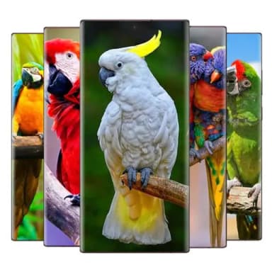 parrot wallpaper