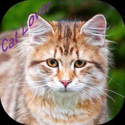 Cat Lover
