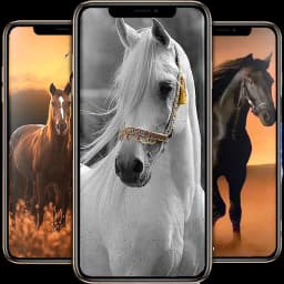 Horse Wallpapers
