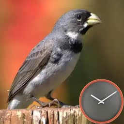 Treino e encarte de Coleiro