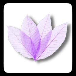 Photo Collage Editor