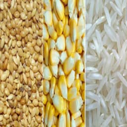 Low Cost Poultry Chicken Feed