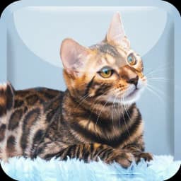 Wonderful Bengal Cats