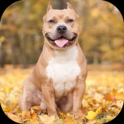 Pitbull Dog Wallpaper 4K