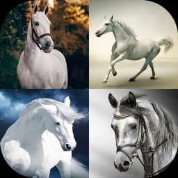 Horse Wallpapers 4K