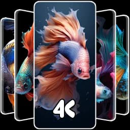 Betta Fish Wallpaper