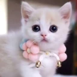 Cute Kitten Live Wallpapers HD