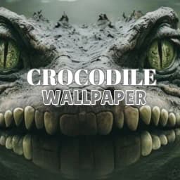 Crocodile Wallpaper HD