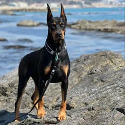 Doberman Wallpapers