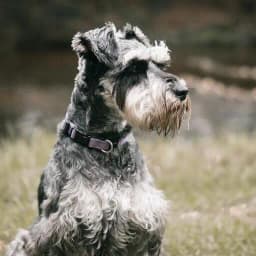 Fondos de Pantalla de Perros S