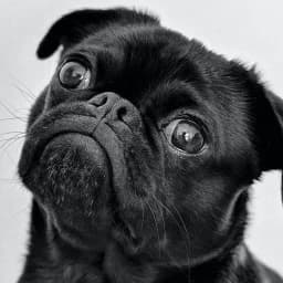 Fondos de Pantalla de Perros P