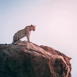 Fondos de Pantalla de Animales