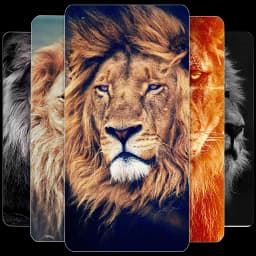 Lion Wallpapers HD