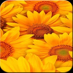 Sunflower Wallpaper