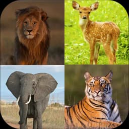 Learn Animals Name and Sound