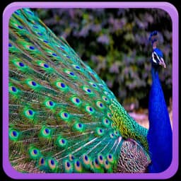 Peacock Wallpaper Gallery